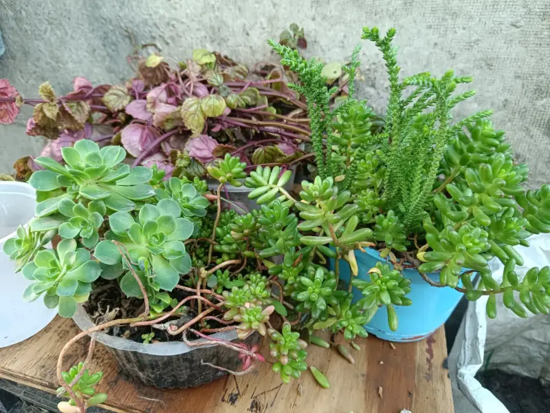 Plantas diversas - 4