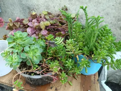 Plantas diversas - miniatura 4