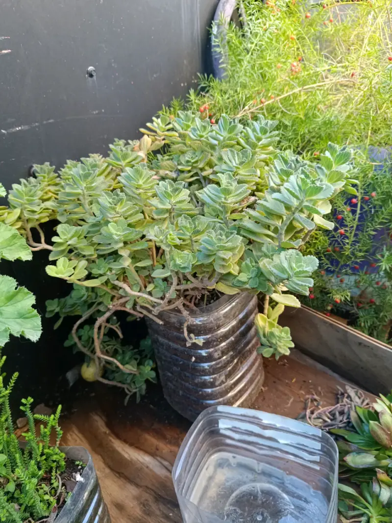 Plantas diversas - 5