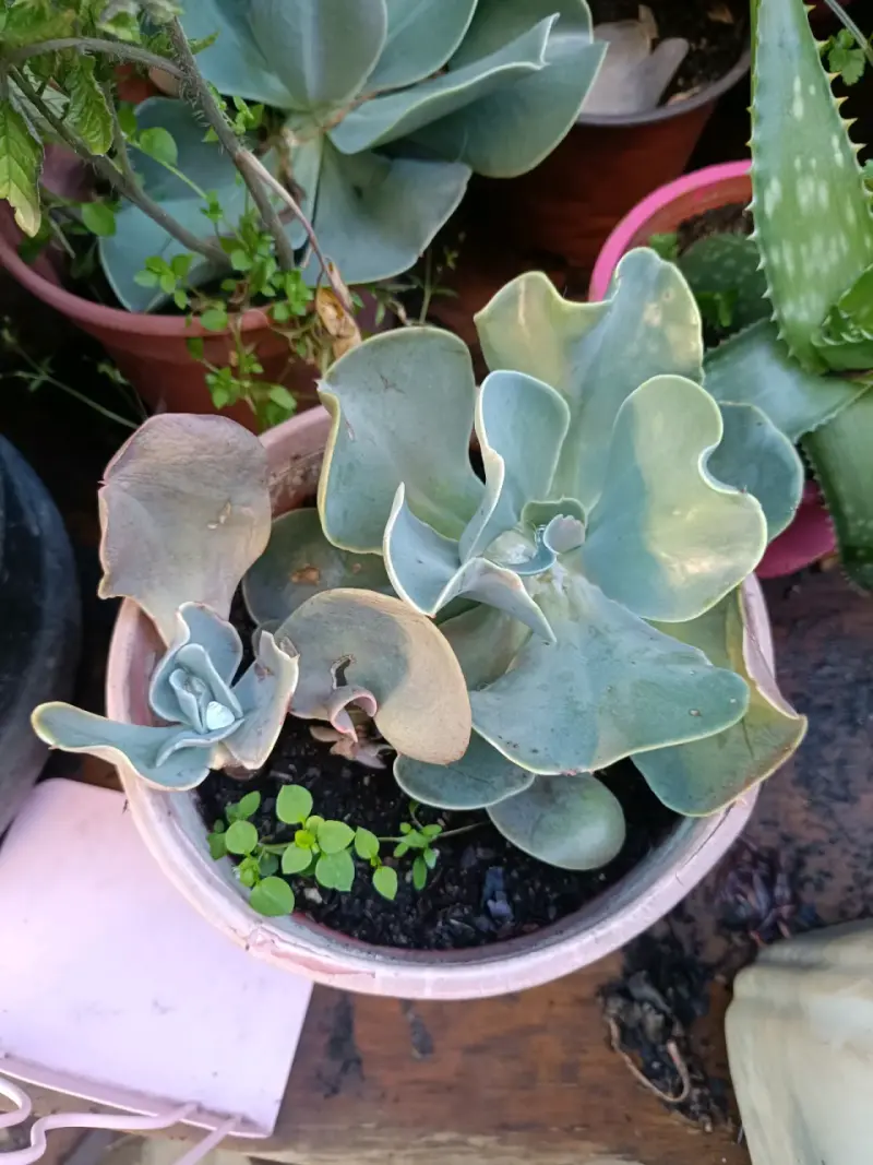 Plantas diversas - 6