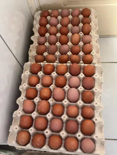 Huevos S - miniatura 1