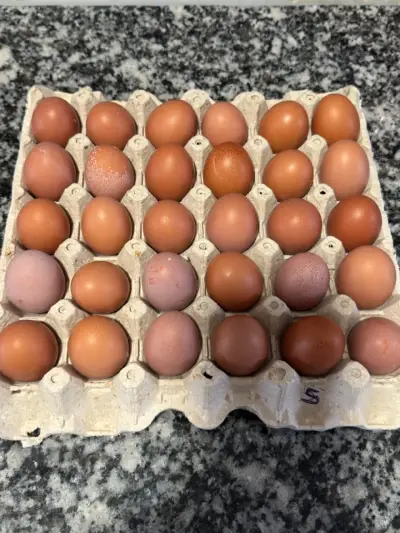 Huevos S - miniatura 2