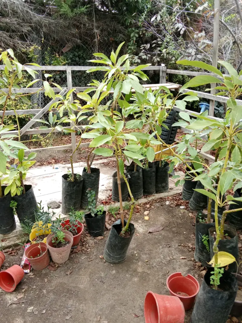 Plantas de palto en macetas