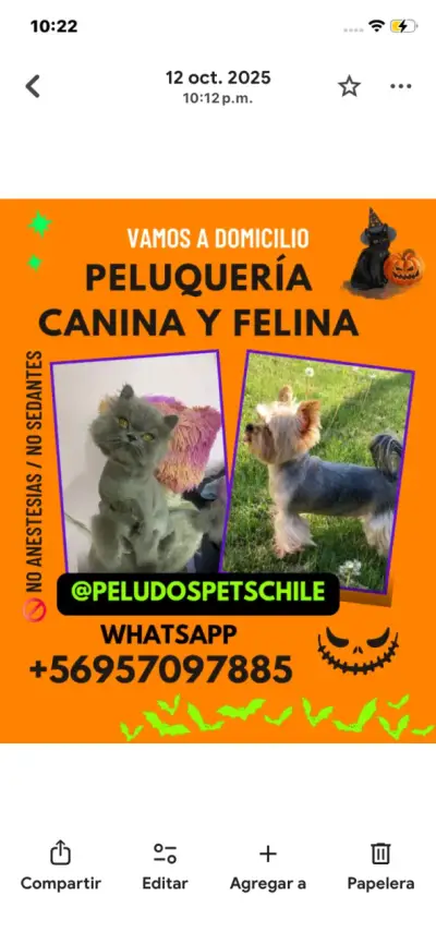 !Peluqueria canina y felina ! - miniatura 1