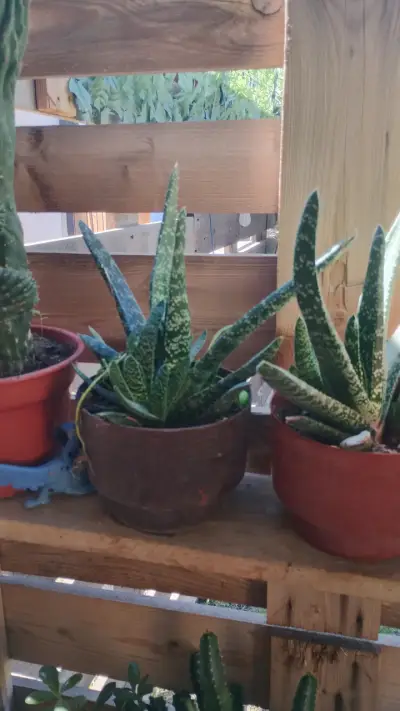 Suculentas en macetas decorativas - miniatura 1