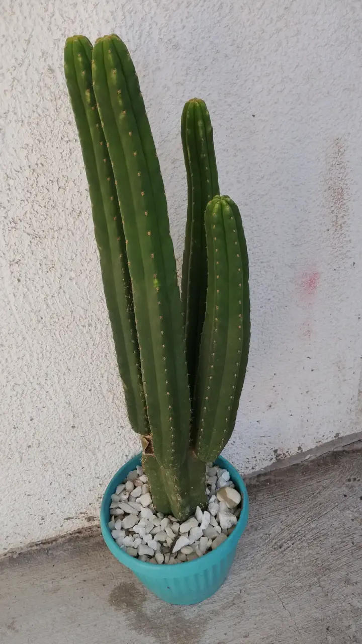 Suculentas en macetas decorativas - 3