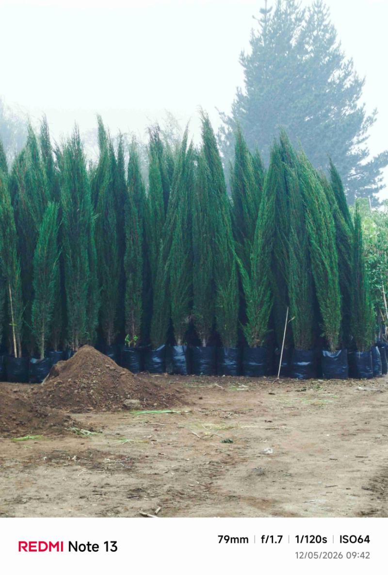 Pinos Piramidales - 2