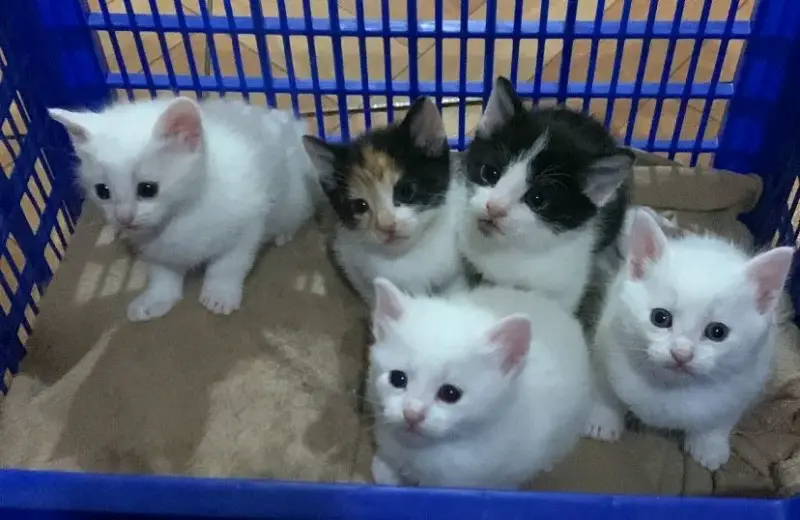Se regalan gatitos - 1