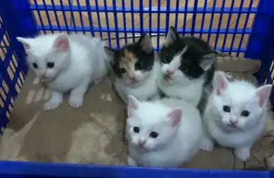 Se regalan gatitos - miniatura 1