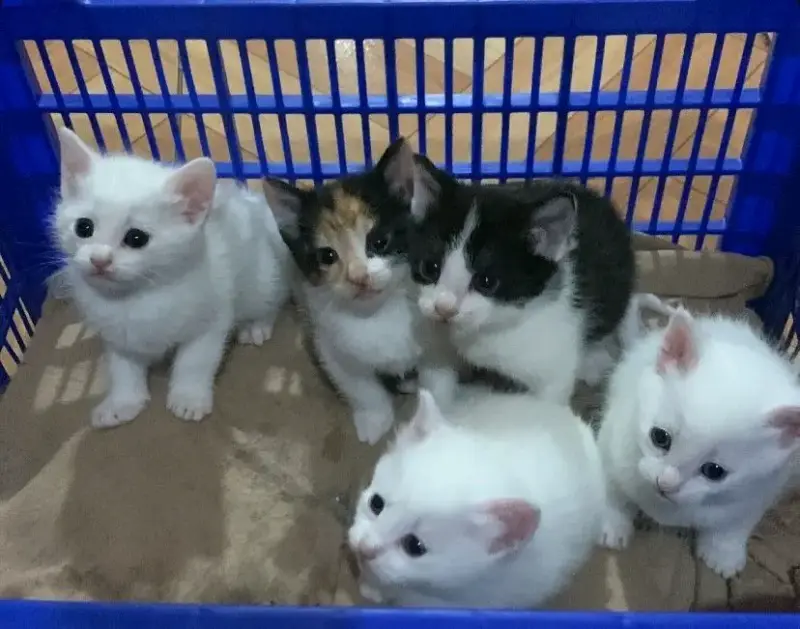 Se regalan gatitos - 2