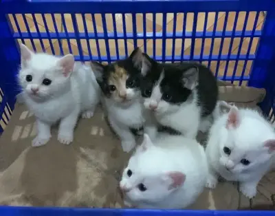 Se regalan gatitos - miniatura 2