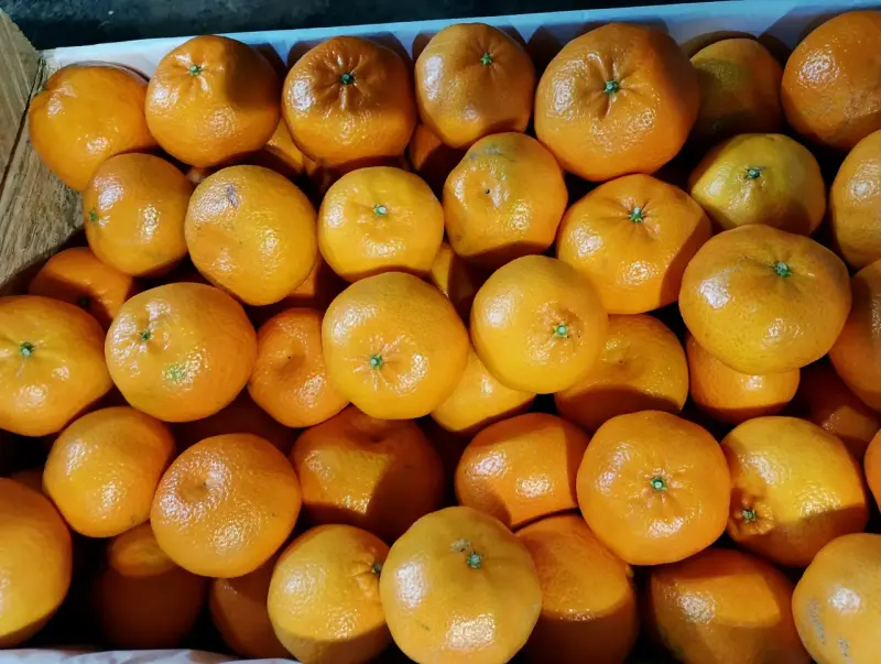 Caja de mandarinas frescas Clementina