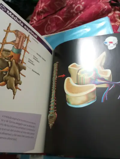 Libro El Cuerpo Humano en 3D - Editorial Lexus (Im - miniatura 3