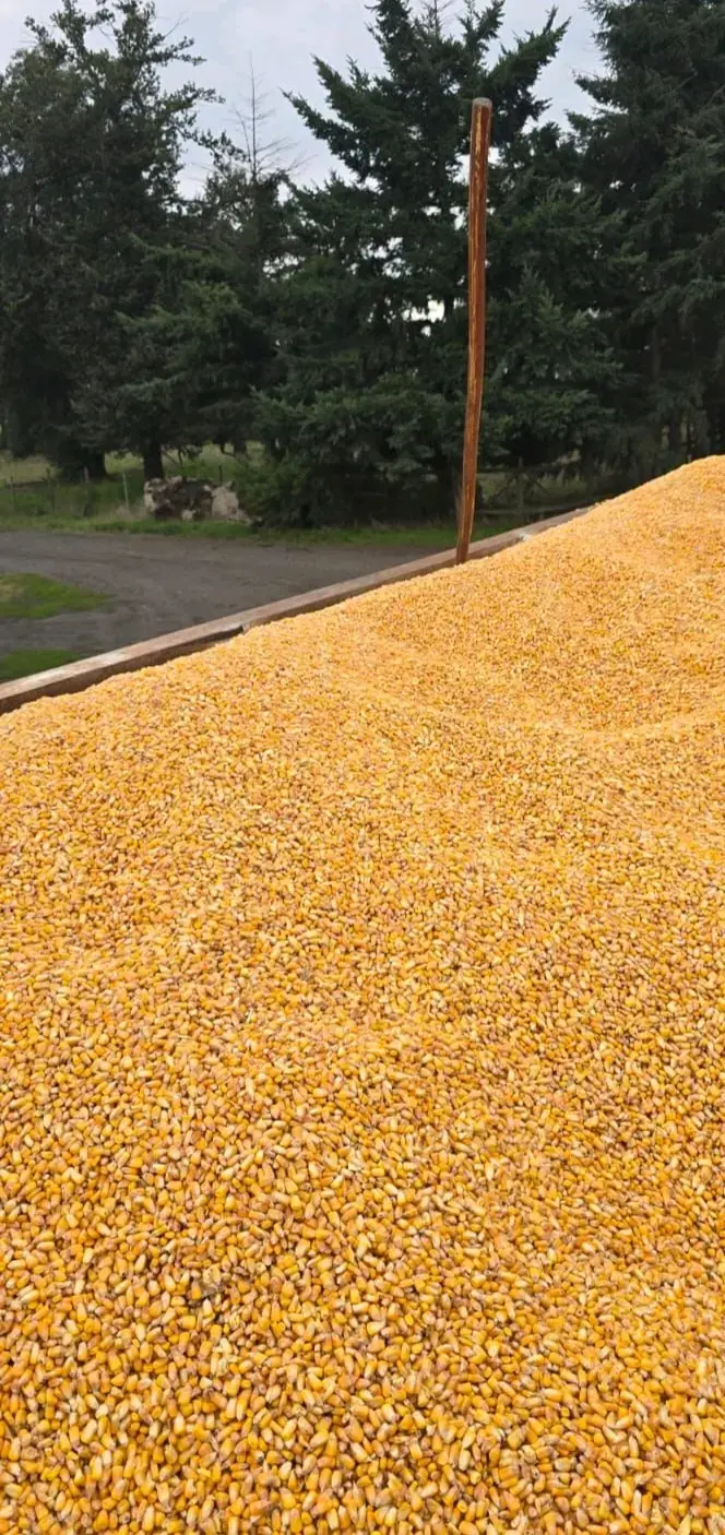 Sacos de maíz 25 kilos - 3