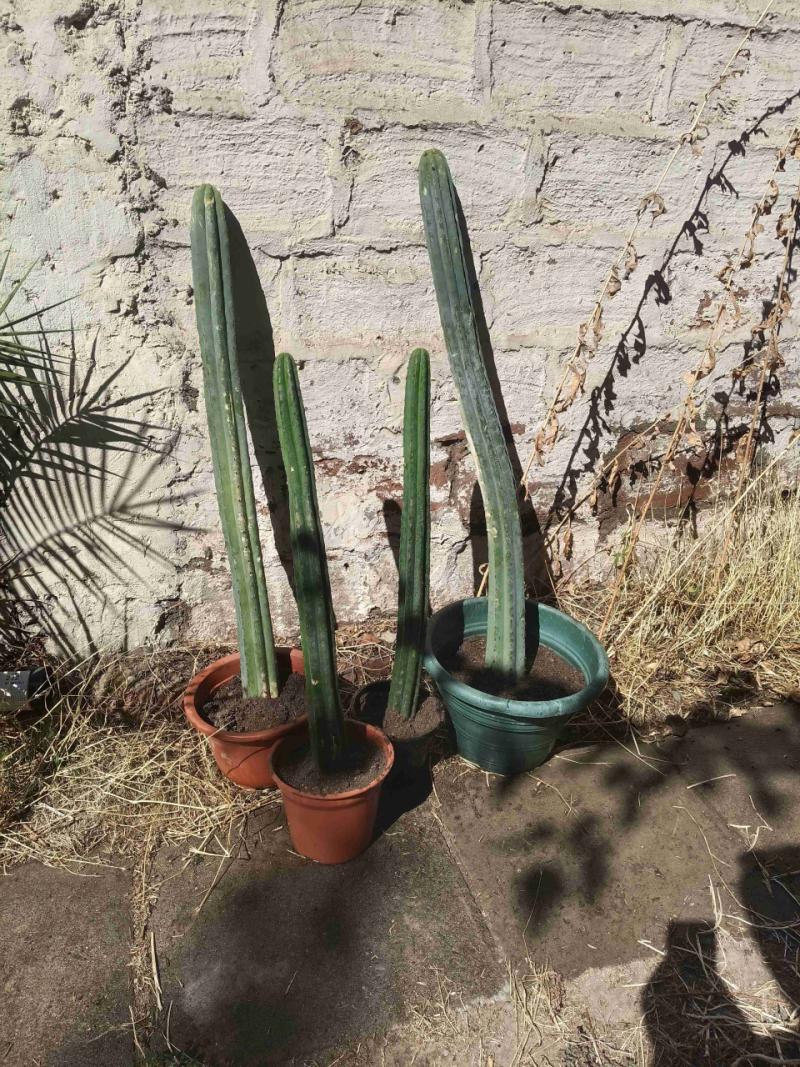 Cactus San Pedro en maceta