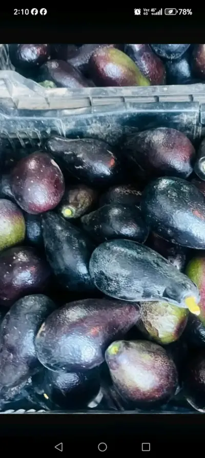 Palta negra de la cruz - miniatura 2