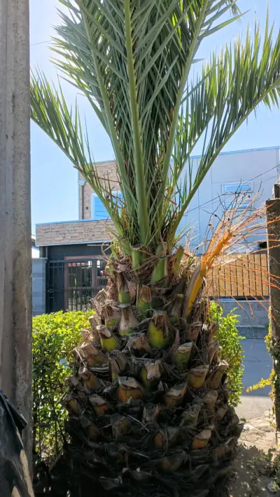 Palmera natural alta - miniatura 1