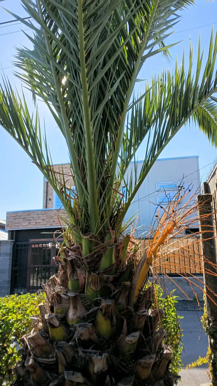 Palmera natural alta - 2