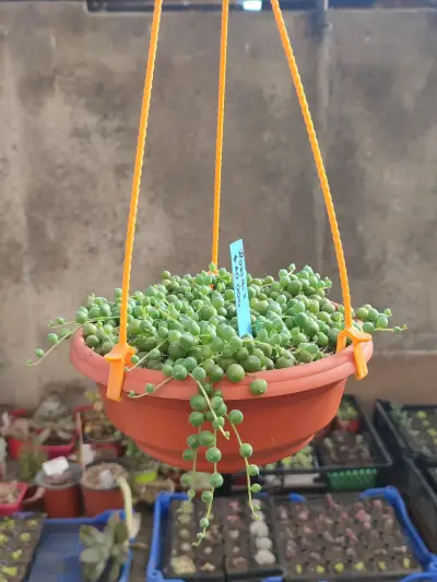 Planta suculenta en maceta colgante - miniatura 1