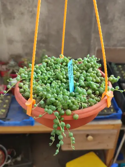 Planta suculenta en maceta colgante - miniatura 2