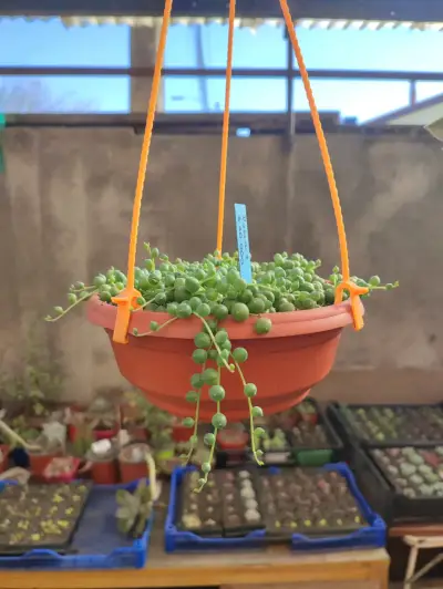 Planta suculenta en maceta colgante - miniatura 3