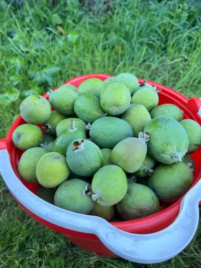 Balde de feijoas frescas - miniatura 1