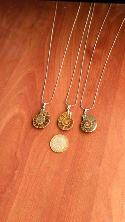 Amonita fósil con cadena de acero inoxidable - miniatura 1