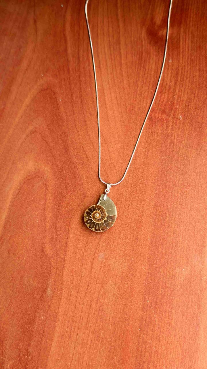Amonita fósil con cadena de acero inoxidable - 2