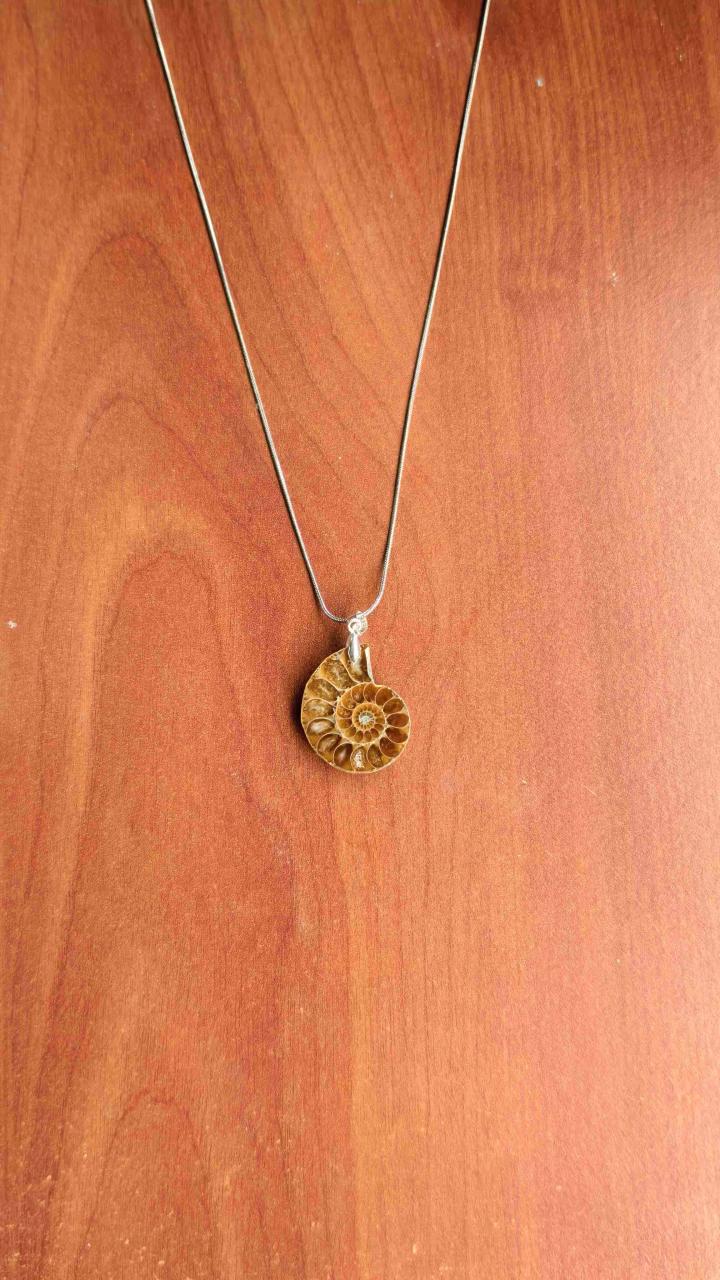 Amonita fósil con cadena de acero inoxidable - 3