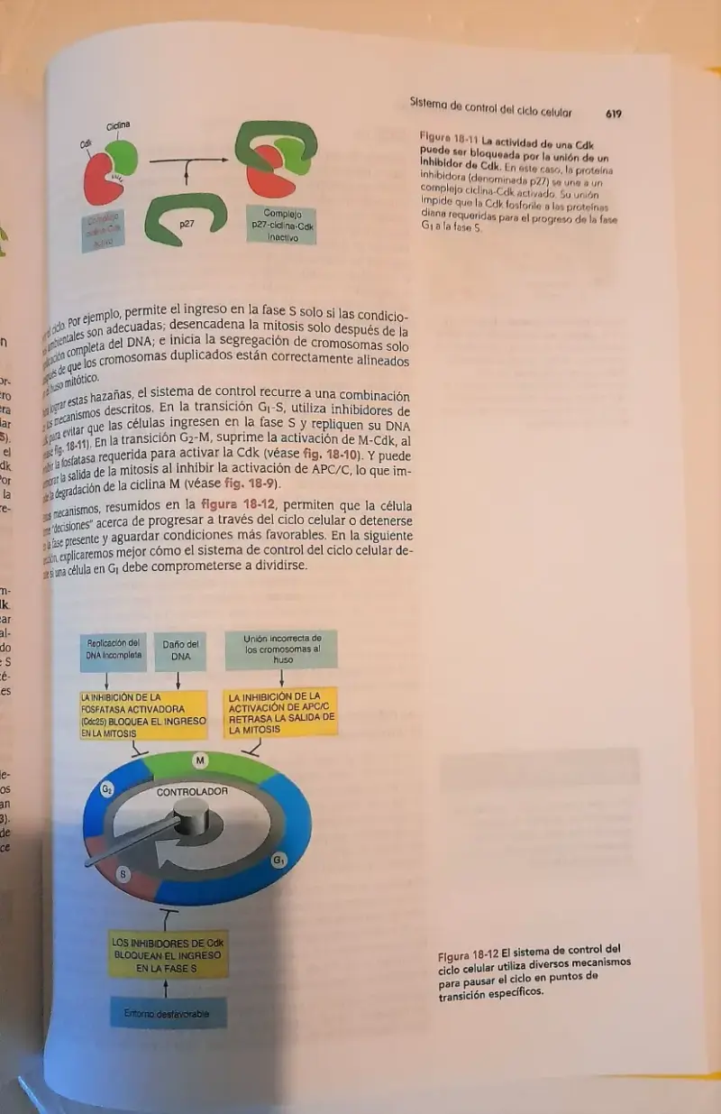 Albert introduccion a la biologia celular 5ed - 2
