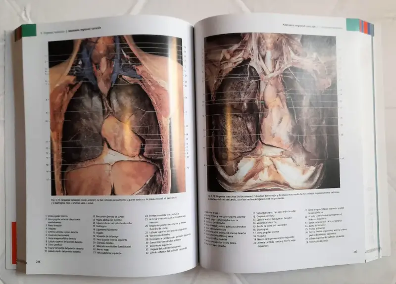 Yokochi Atlas de anatomía humana 9ª edición - 3