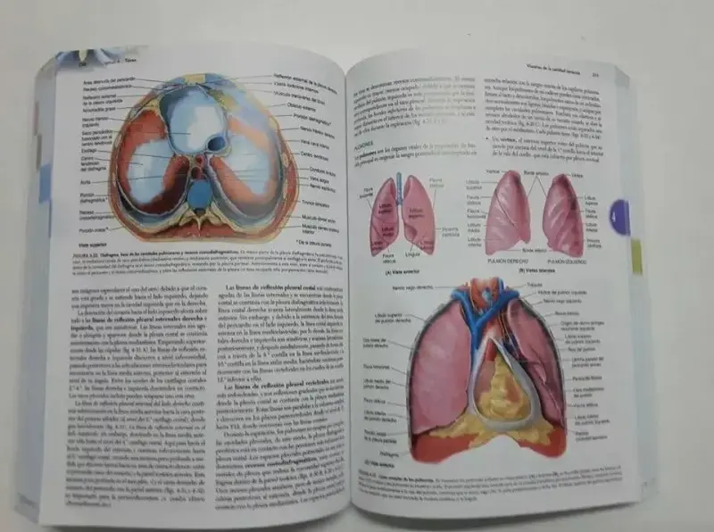 Libro Moore Anatomía Moore 8a edición - 2