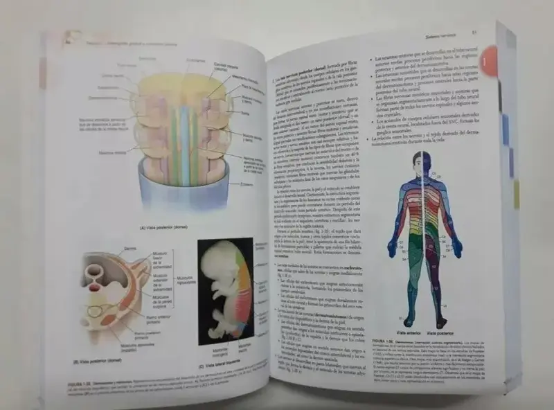 Libro Moore Anatomía Moore 8a edición - 3