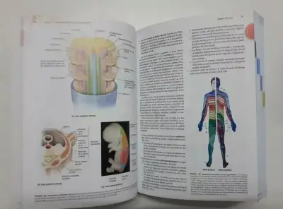 Libro Moore Anatomía Moore 8a edición - miniatura 3