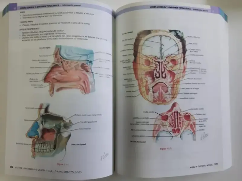 Libro Netter Cabeza cuello 3ed - 3