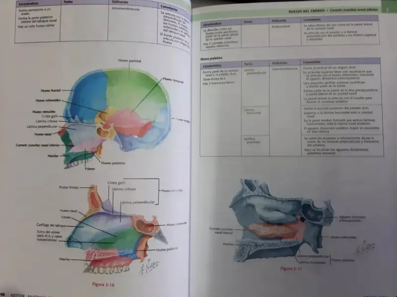 Libro Netter Cabeza cuello 3ed - 4