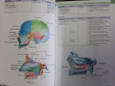 Libro Netter Cabeza cuello 3ed - miniatura 4