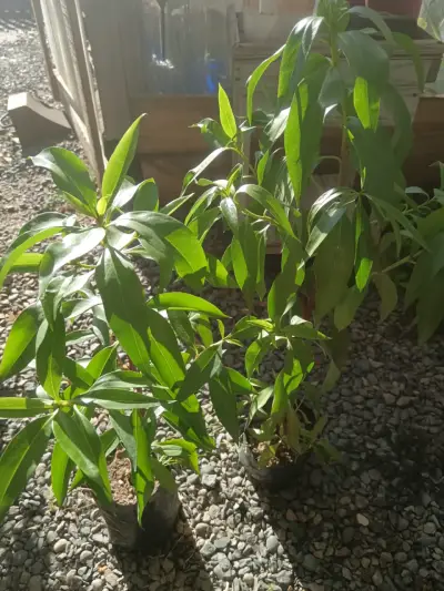 Plantas de Mioporo - miniatura 1
