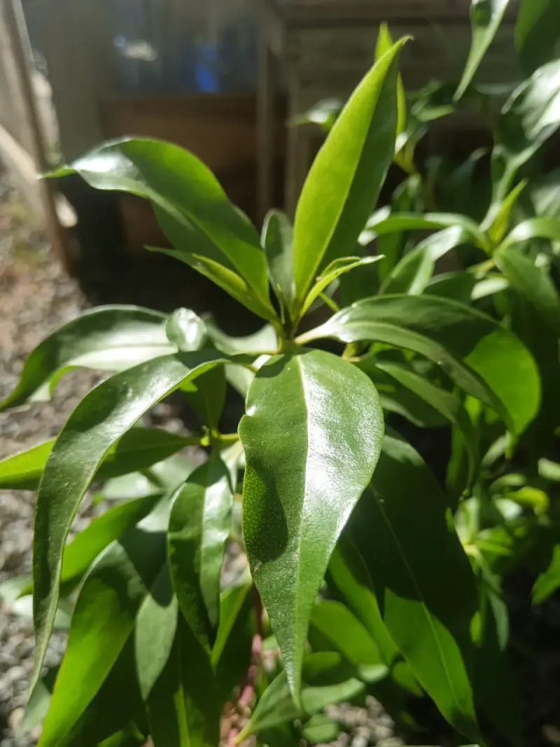 Plantas de Mioporo - 2