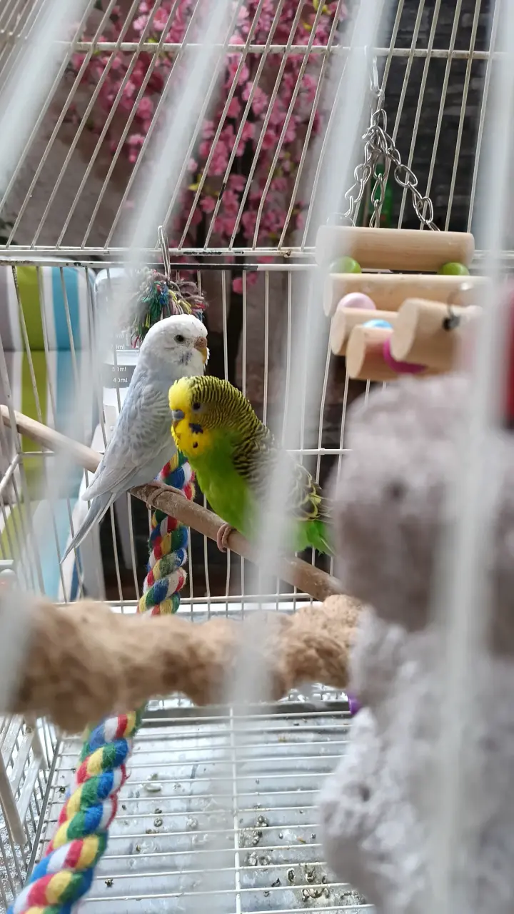 Jaula para loros incluye 2 catitas con juguetes - 1
