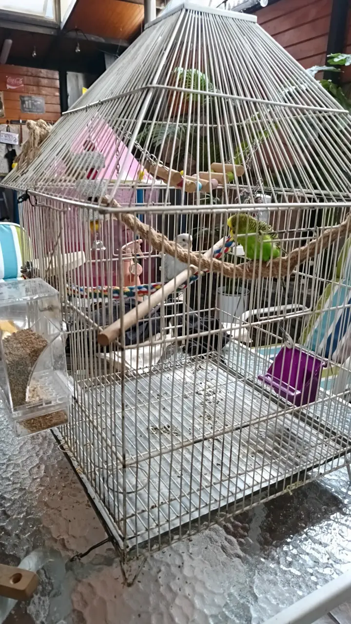 Jaula para loros incluye 2 catitas con juguetes - 2