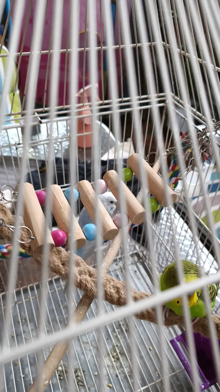 Jaula para loros incluye 2 catitas con juguetes - 3