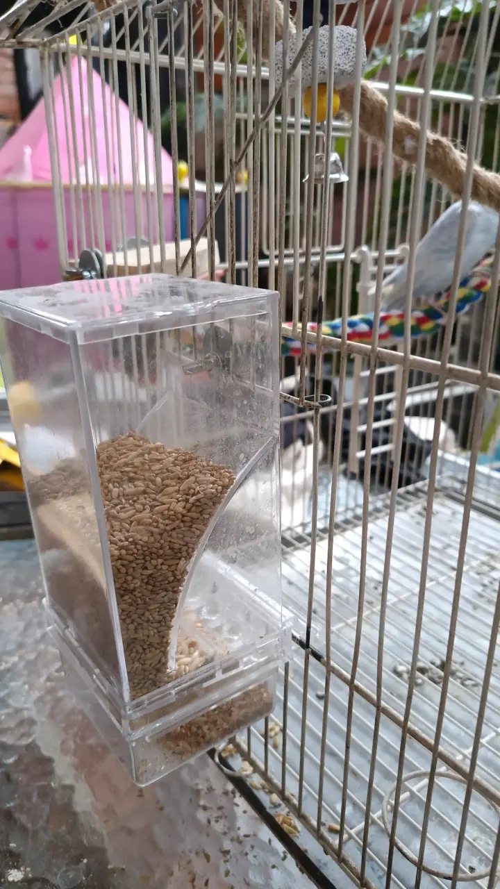 Jaula para loros incluye 2 catitas con juguetes - 4