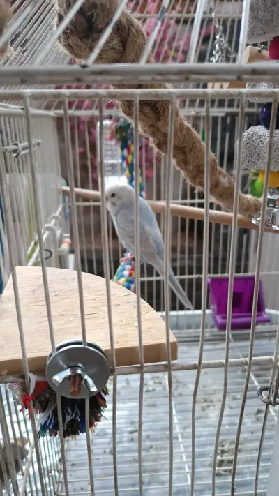 Jaula para loros incluye 2 catitas con juguetes - miniatura 5