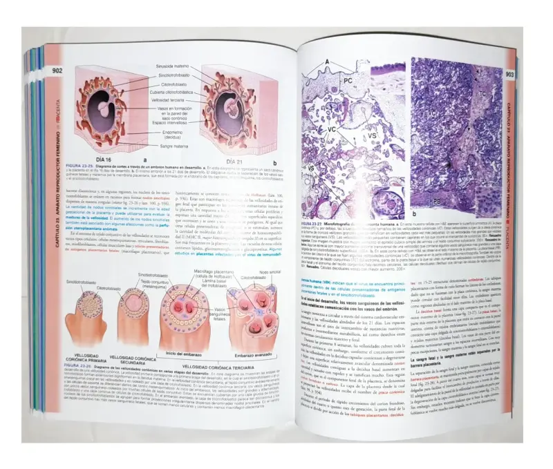 Ross. Histologia Texto Y Atlas. 8va Edición - 4