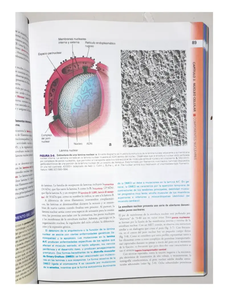 Ross. Histologia Texto Y Atlas. 8va Edición - 5