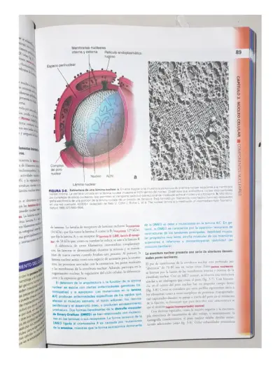 Ross. Histologia Texto Y Atlas. 8va Edición - miniatura 5