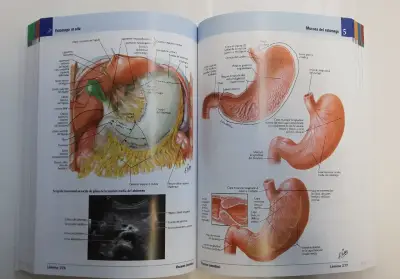 Netter Atlas de Anatomía Humana 7ed - miniatura 5