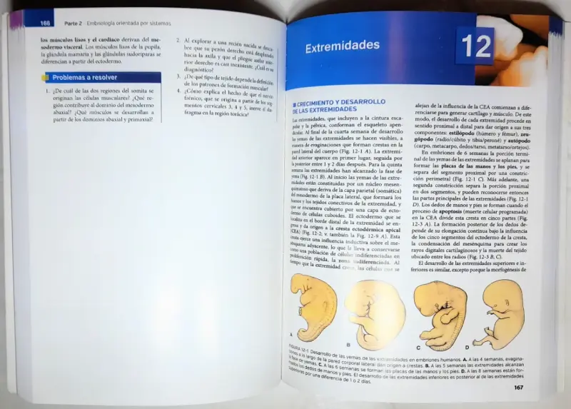 Libro Embriología Médica 14ª Edición - 2