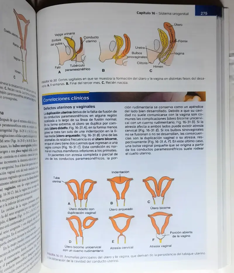 Libro Embriología Médica 14ª Edición - 3